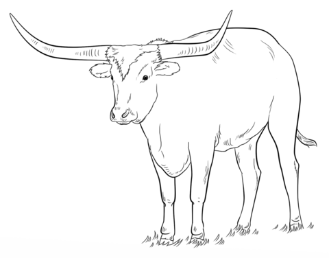 Texas Longhorn Coloring Page